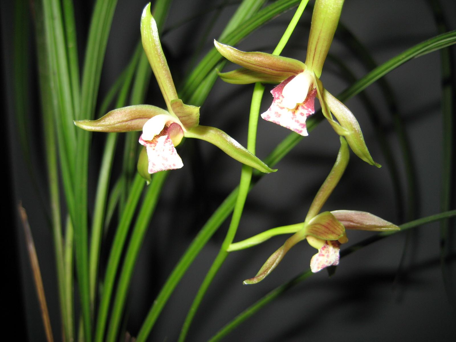 傲雪的兰花(孙家甜)